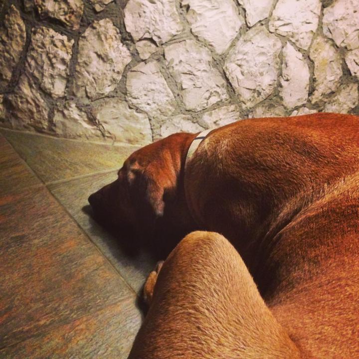 Name:  Sleepin Shuga Mama.jpg
Views: 542
Size:  92.3 KB