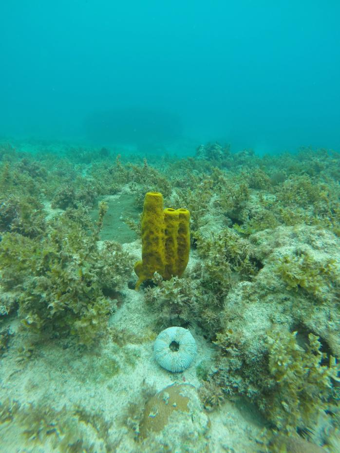 Name:  Coral TP.jpg
Views: 468
Size:  95.1 KB