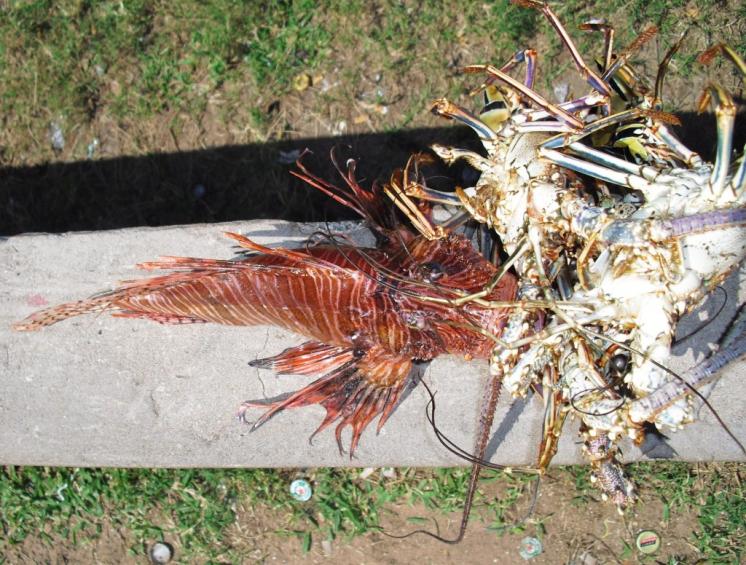 Name:  Lion Fish & Lobster.jpg
Views: 557
Size:  101.1 KB