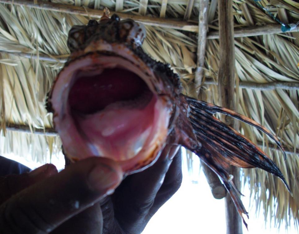 Name:  Lion Fish.jpg
Views: 498
Size:  87.9 KB