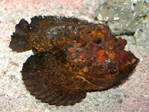 Name:  w_stonefish.jpg
Views: 503
Size:  83.1 KB