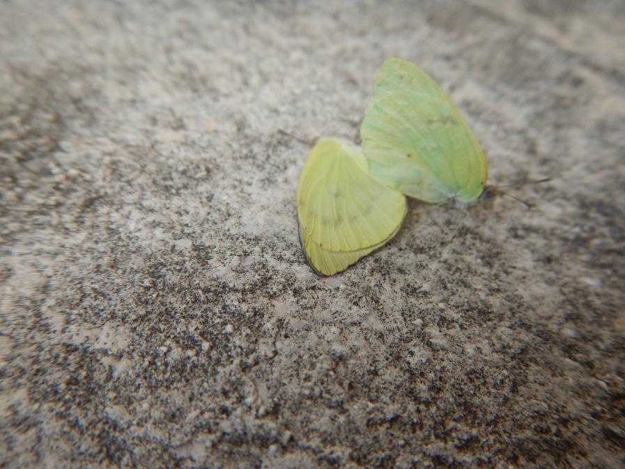 Name:  DSCN0220.jpg
Views: 1243
Size:  95.1 KB