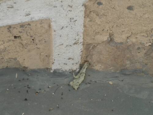 Name:  jamaica2010z 090.jpg
Views: 402
Size:  24.0 KB