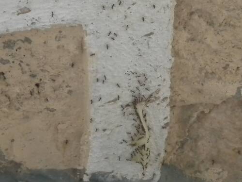 Name:  jamaica2010z 093.jpg
Views: 403
Size:  23.4 KB