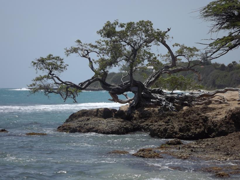 Name:  Jamaica2015 044.jpg
Views: 1280
Size:  97.2 KB