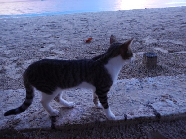 Name:  DSCN7148.jpg
Views: 875
Size:  75.6 KB