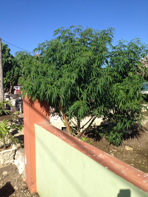 Name:  IMG_0124.jpg
Views: 424
Size:  98.7 KB