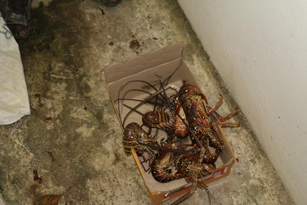Name:  Lobstahman2.jpg
Views: 2009
Size:  95.3 KB