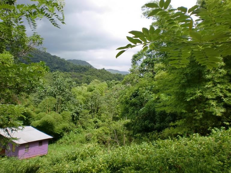Name:  Jamaica 2011 201 (Copy).jpg
Views: 186
Size:  100.6 KB
