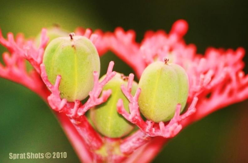 Name:  FlowerPodsA.jpg
Views: 1377
Size:  39.2 KB