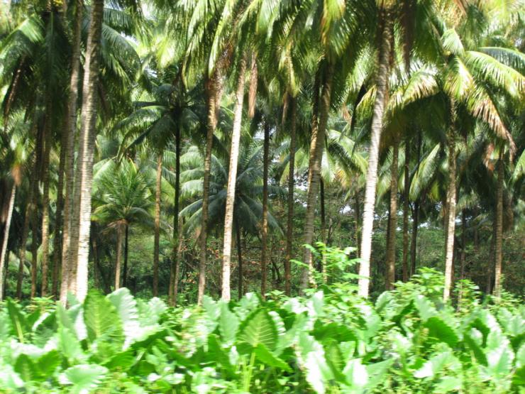 Name:  veg1.jpg
Views: 1397
Size:  102.2 KB
