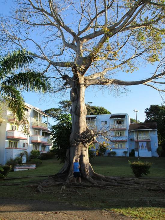 Name:  Point Village Tree.jpg
Views: 1083
Size:  100.3 KB