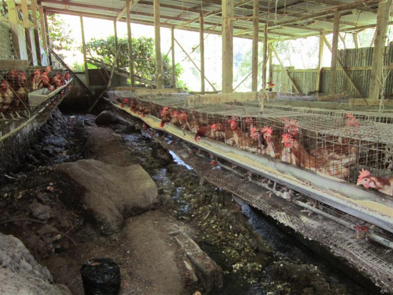 Name:  Country Farm (Medium).jpg
Views: 1089
Size:  92.2 KB