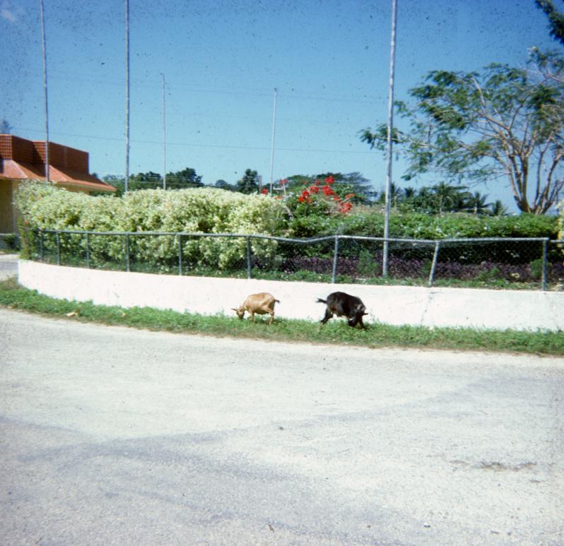 Name:  Jamaica_026.jpg
Views: 1006
Size:  92.4 KB
