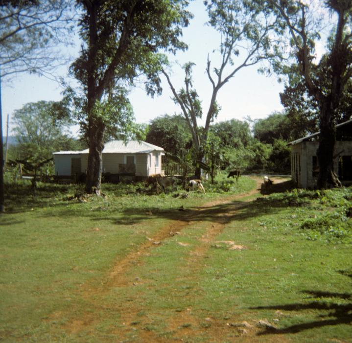 Name:  Jamaica_022.jpg
Views: 509
Size:  92.6 KB