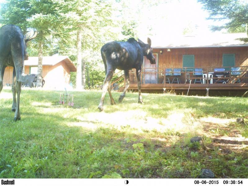 Name:  The Moose Is Loose!!.jpg
Views: 293
Size:  91.3 KB