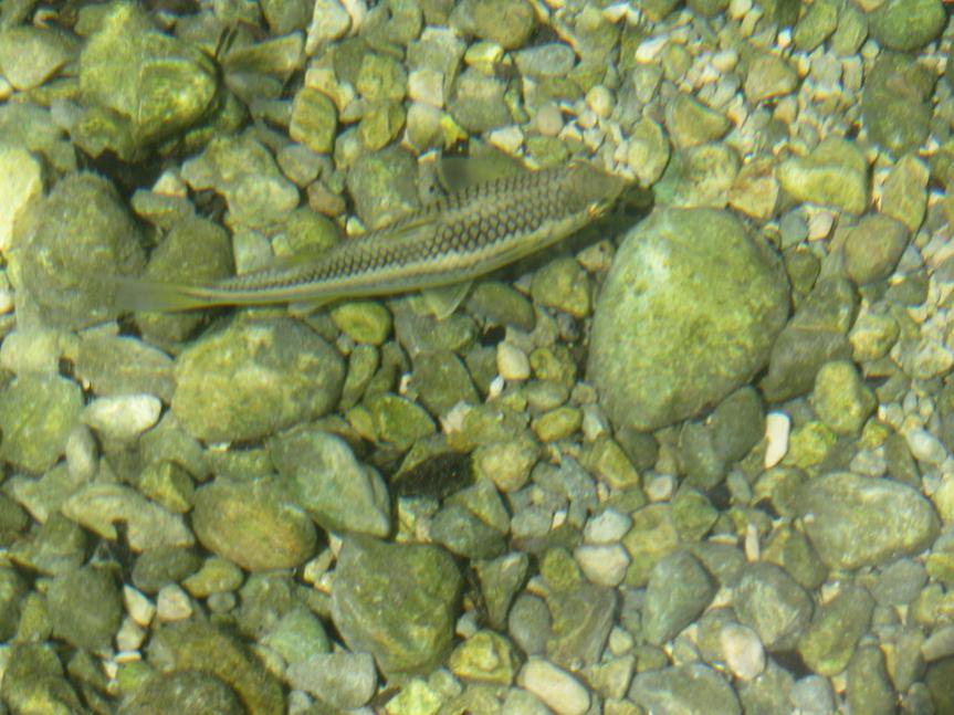 Name:  rf6.jpg
Views: 1368
Size:  88.2 KB