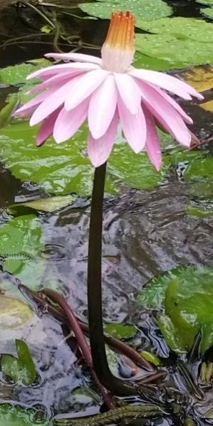 Name:  20170420_08211822.jpg
Views: 684
Size:  40.2 KB
