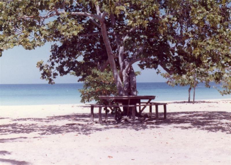 Name:  Sea Grape.jpg
Views: 2100
Size:  83.7 KB