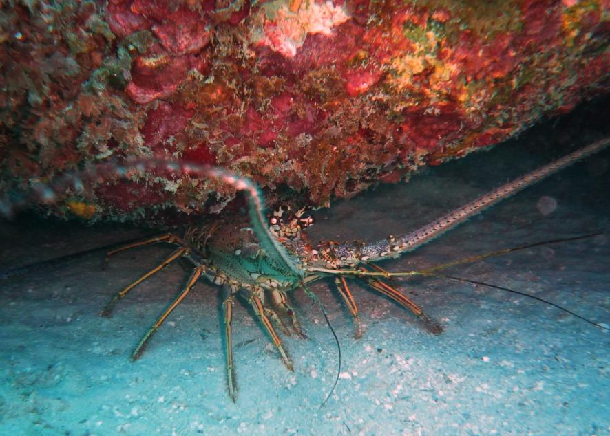 Name:  Tommy Lobster.jpg
Views: 631
Size:  96.9 KB