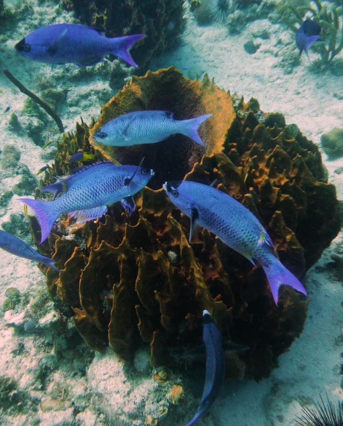 Name:  Tommy Wrasses around barrelsponge.jpg
Views: 585
Size:  94.6 KB