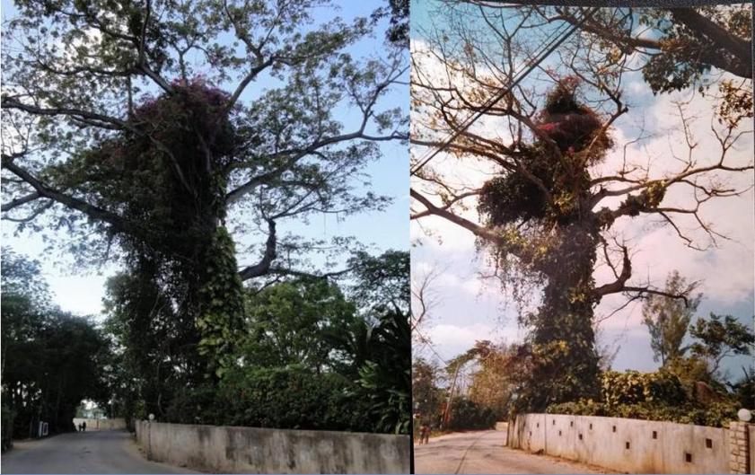Name:  Negril Tree.jpg
Views: 1425
Size:  105.2 KB