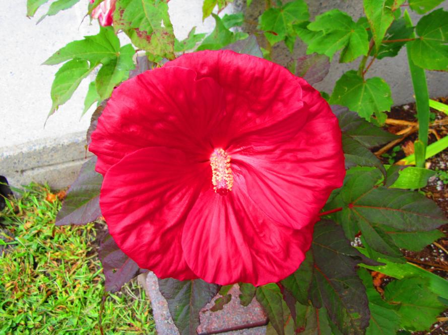 Name:  IMG_1196.jpg
Views: 976
Size:  94.7 KB