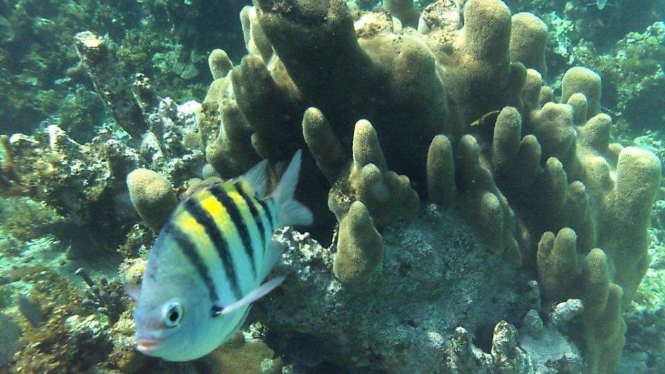 Name:  Reef fish.jpg
Views: 474
Size:  96.3 KB