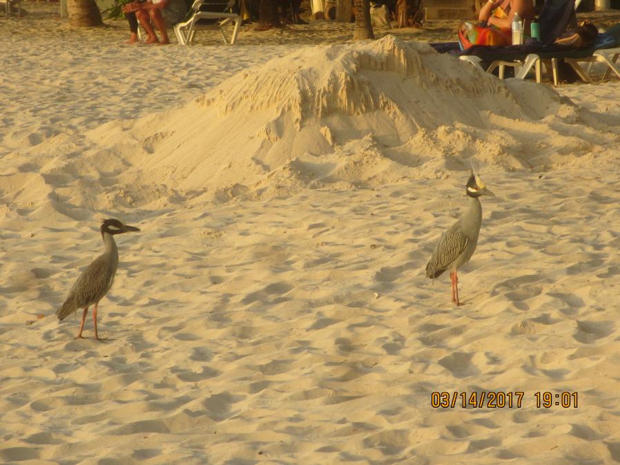 Name:  059.jpg
Views: 1557
Size:  95.1 KB