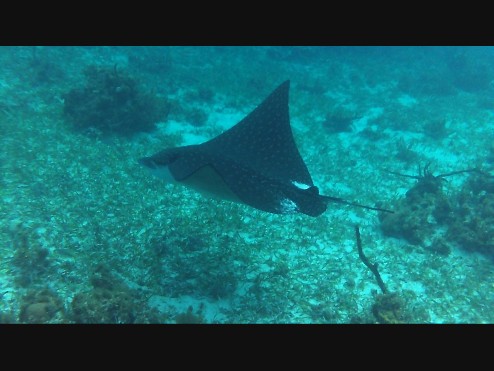 Name:  3rd Sting Ray_0001.jpg
Views: 854
Size:  45.7 KB