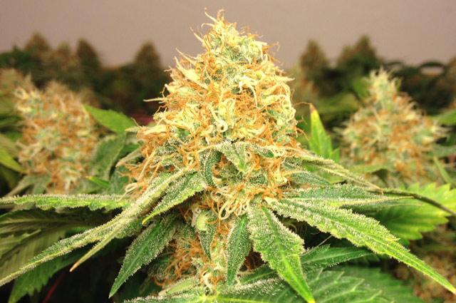 Name:  BigBud3.jpg
Views: 1016
Size:  56.4 KB