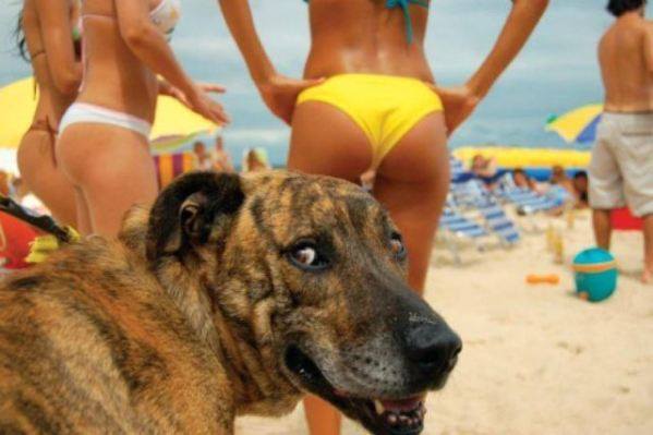 Name:  1925061_749534538392835_1438836791_ngood dog.jpg
Views: 381
Size:  32.3 KB