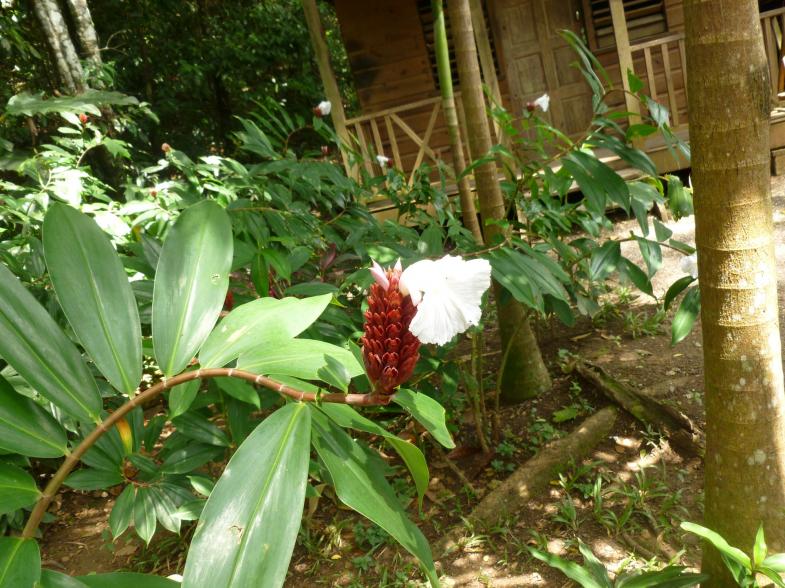 Name:  YS Flower.jpg
Views: 610
Size:  99.9 KB