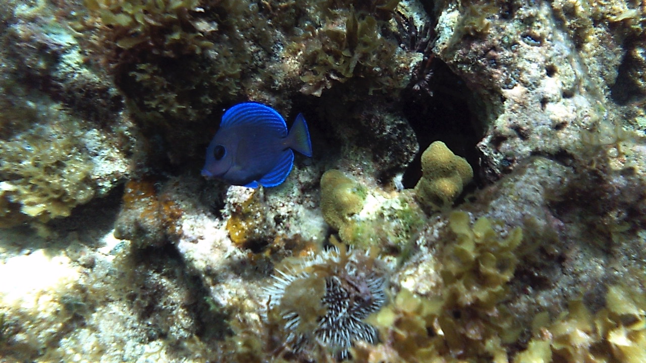Name:  Blue fish.JPG
Views: 749
Size:  308.2 KB