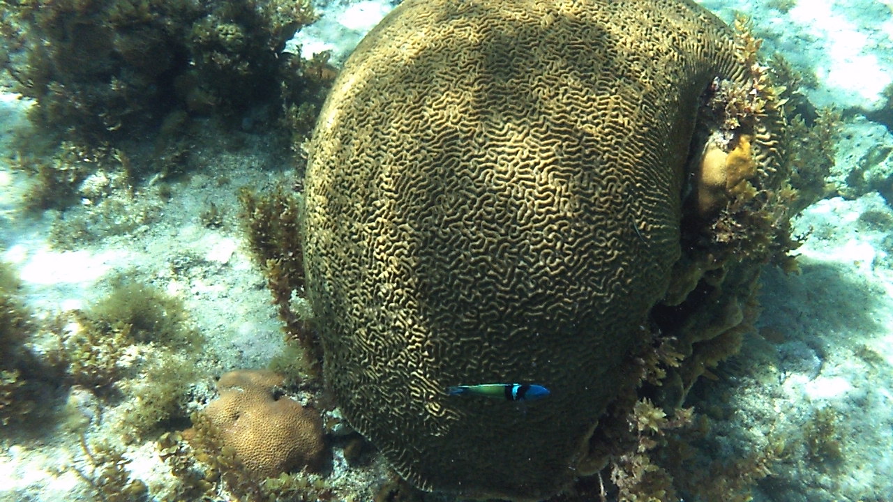 Name:  Brain coral.JPG
Views: 766
Size:  364.0 KB