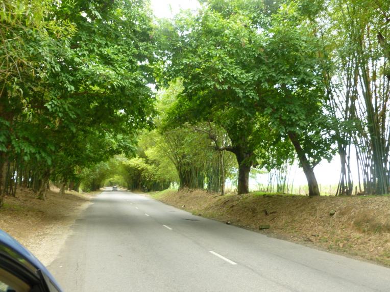 Name:  Bamboo Ave.jpg
Views: 507
Size:  99.4 KB