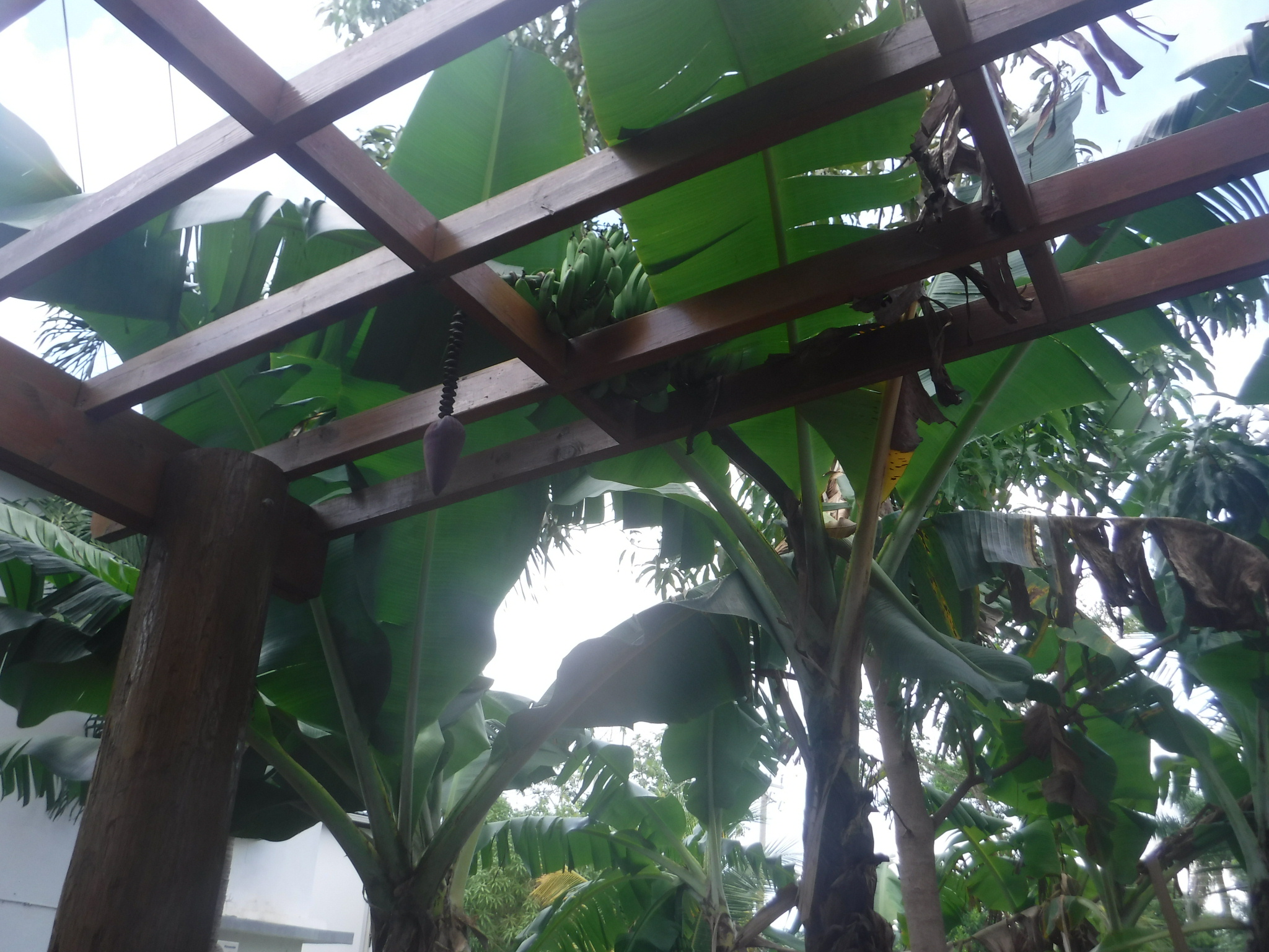 Name:  IMG_1589.JPG
Views: 1061
Size:  924.7 KB