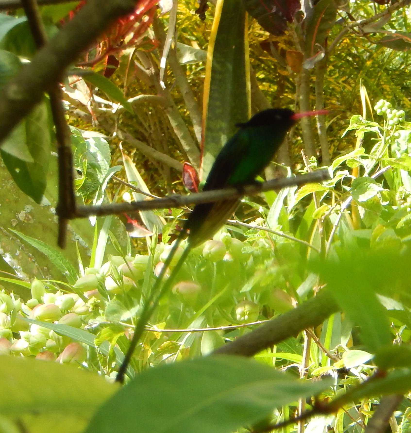 Name:  DSCN1273.JPG
Views: 1234
Size:  1.18 MB