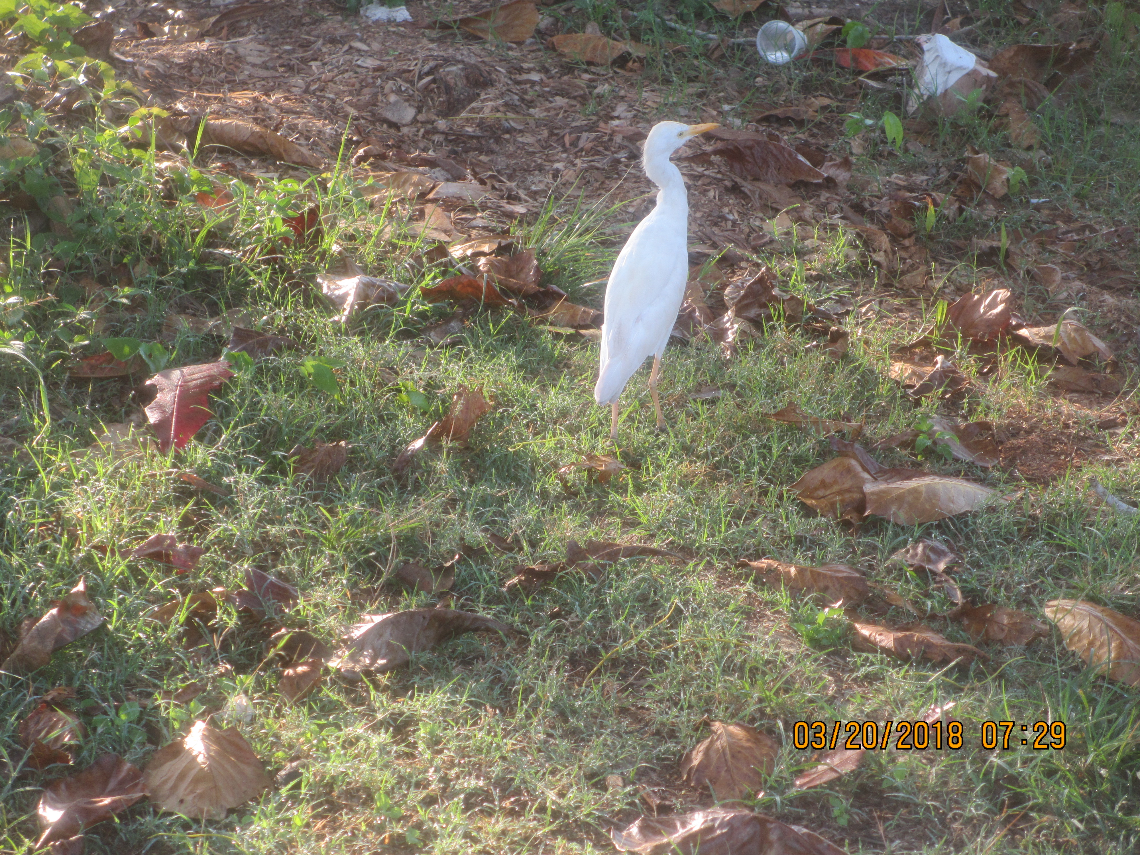Name:  027.JPG
Views: 621
Size:  4.50 MB