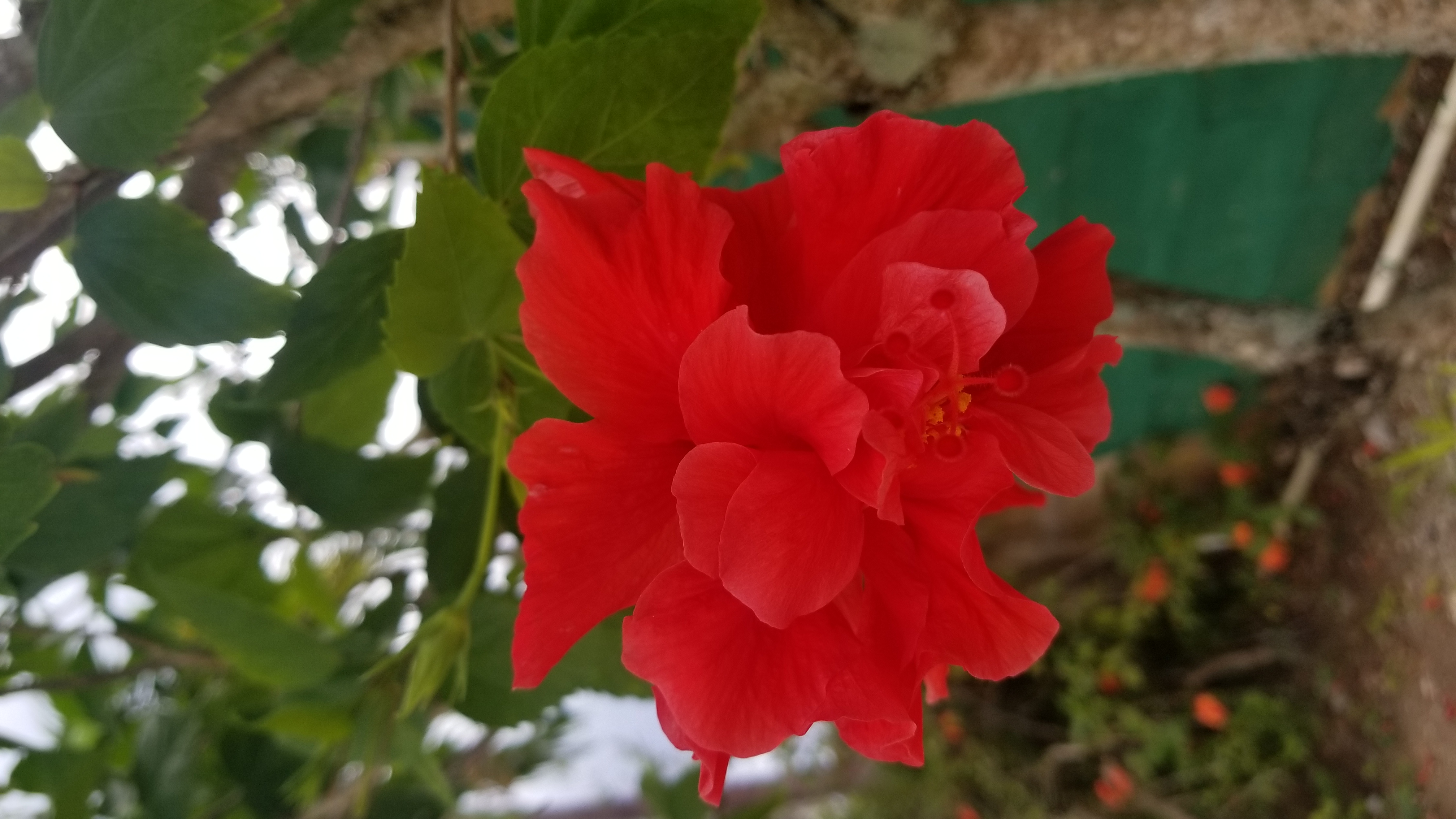 Name:  20180217_134742.jpg
Views: 936
Size:  2.13 MB