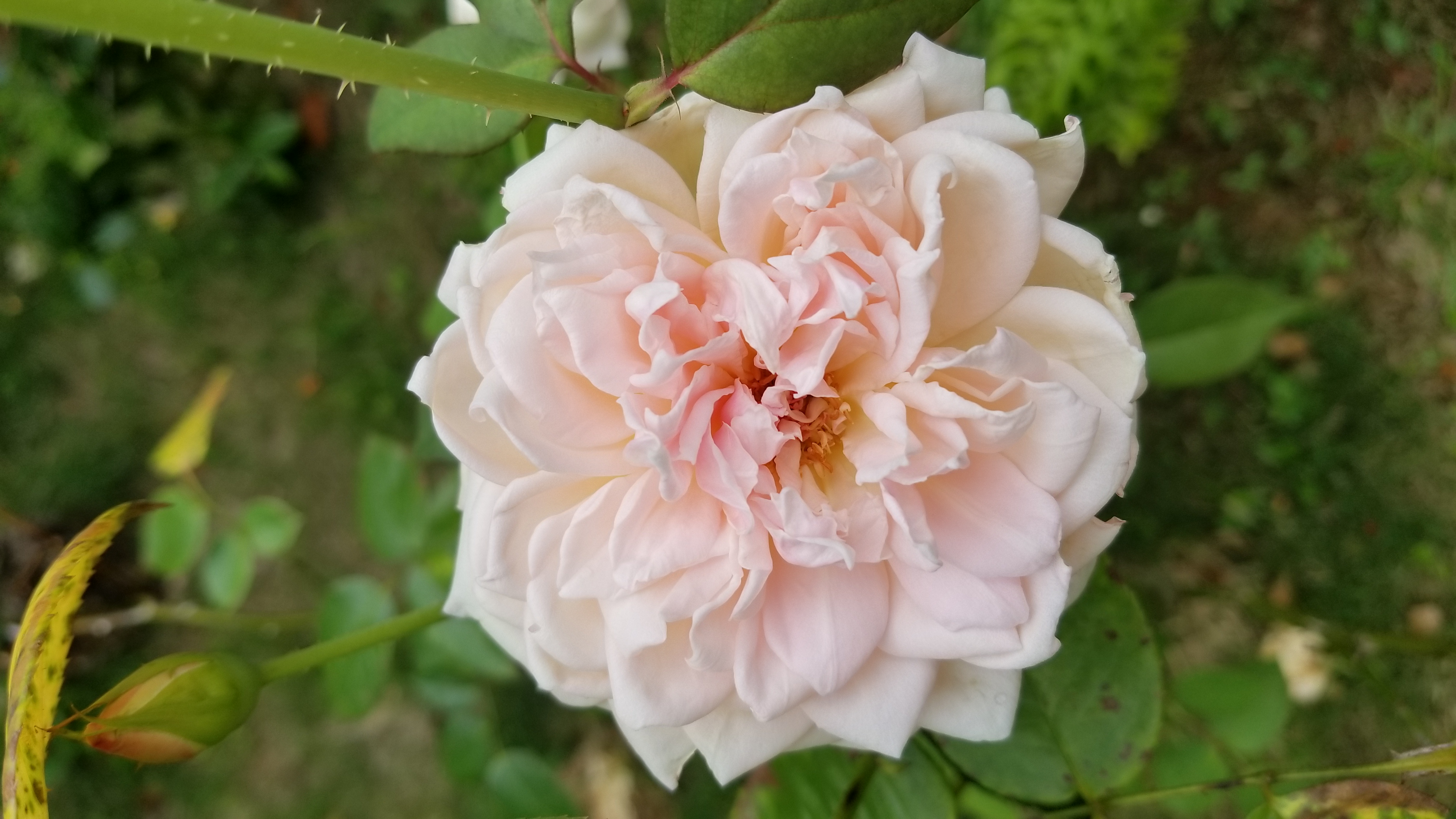 Name:  20180220_132655.jpg
Views: 1021
Size:  2.17 MB