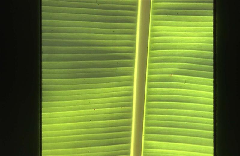 Name:  banana leaf.JPG
Views: 639
Size:  45.1 KB