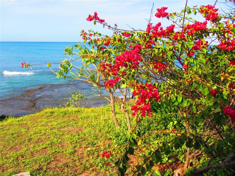 Name:  Treasure Beach.JPG
Views: 635
Size:  156.5 KB