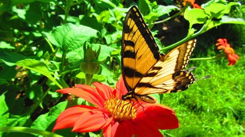 Name:  Butterfly.JPG
Views: 506
Size:  80.9 KB