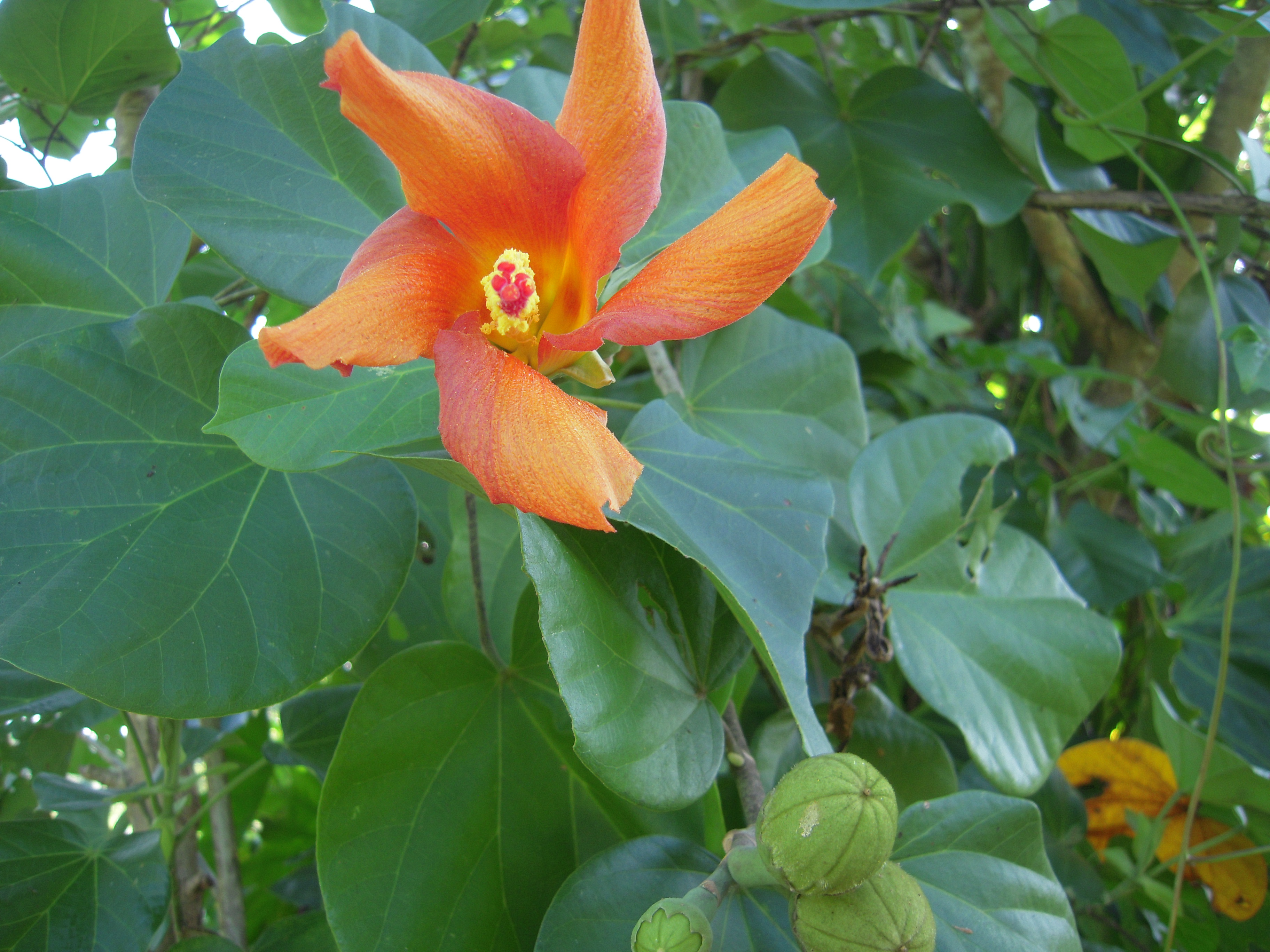 Name:  DSCN0345.JPG
Views: 611
Size:  2.20 MB