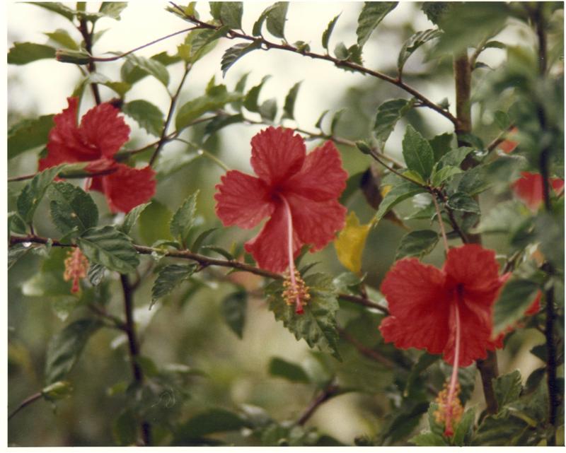 Name:  Hibiscus in the Rain (Medium).JPG
Views: 445
Size:  66.8 KB