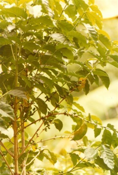 Name:  Coffee Bush.JPG
Views: 400
Size:  45.5 KB