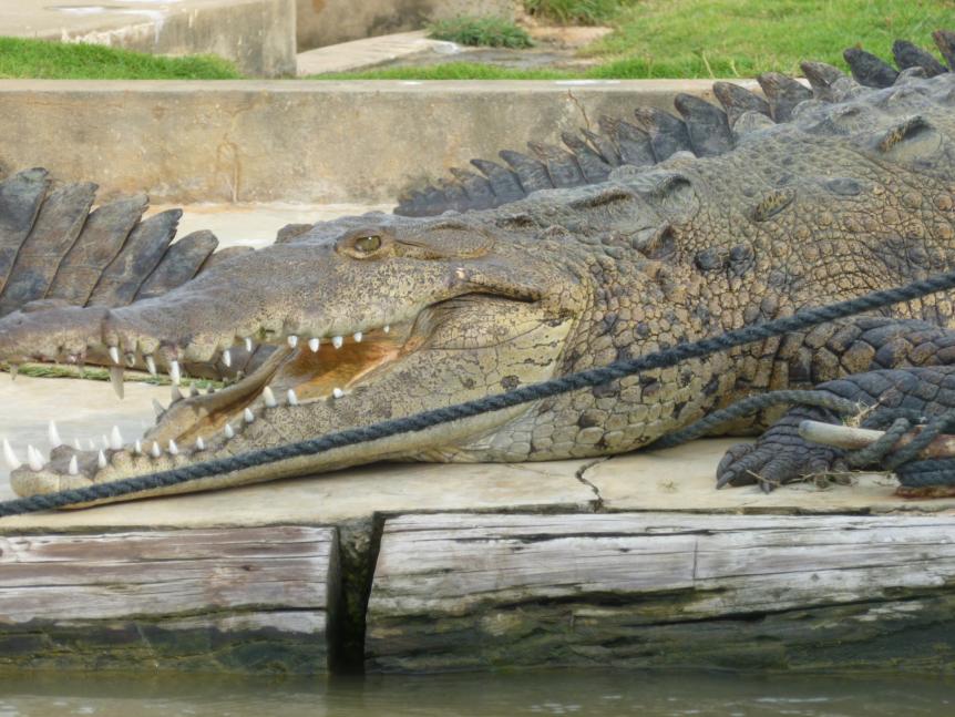 Name:  croc close up.jpg
Views: 520
Size:  95.8 KB