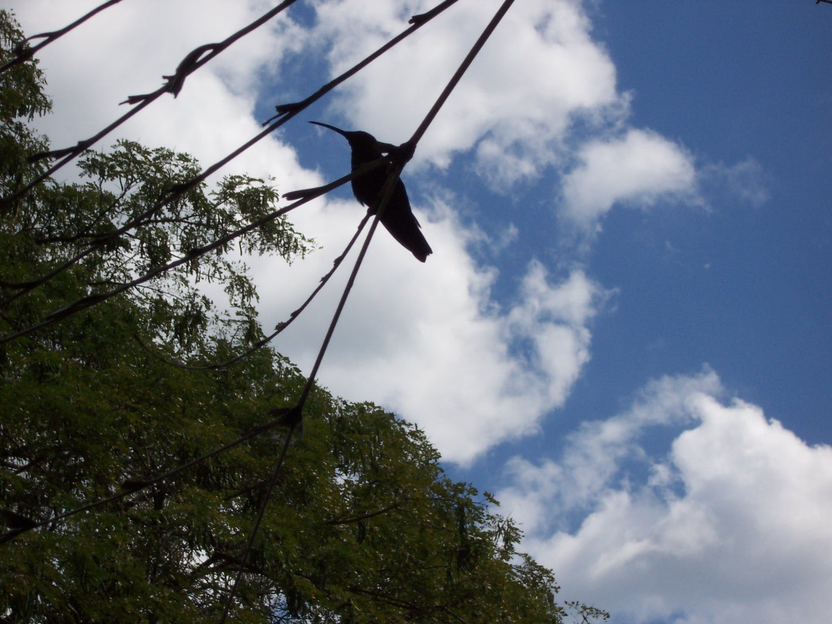 Name:  Jamaica 2008 029.jpg
Views: 623
Size:  253.0 KB