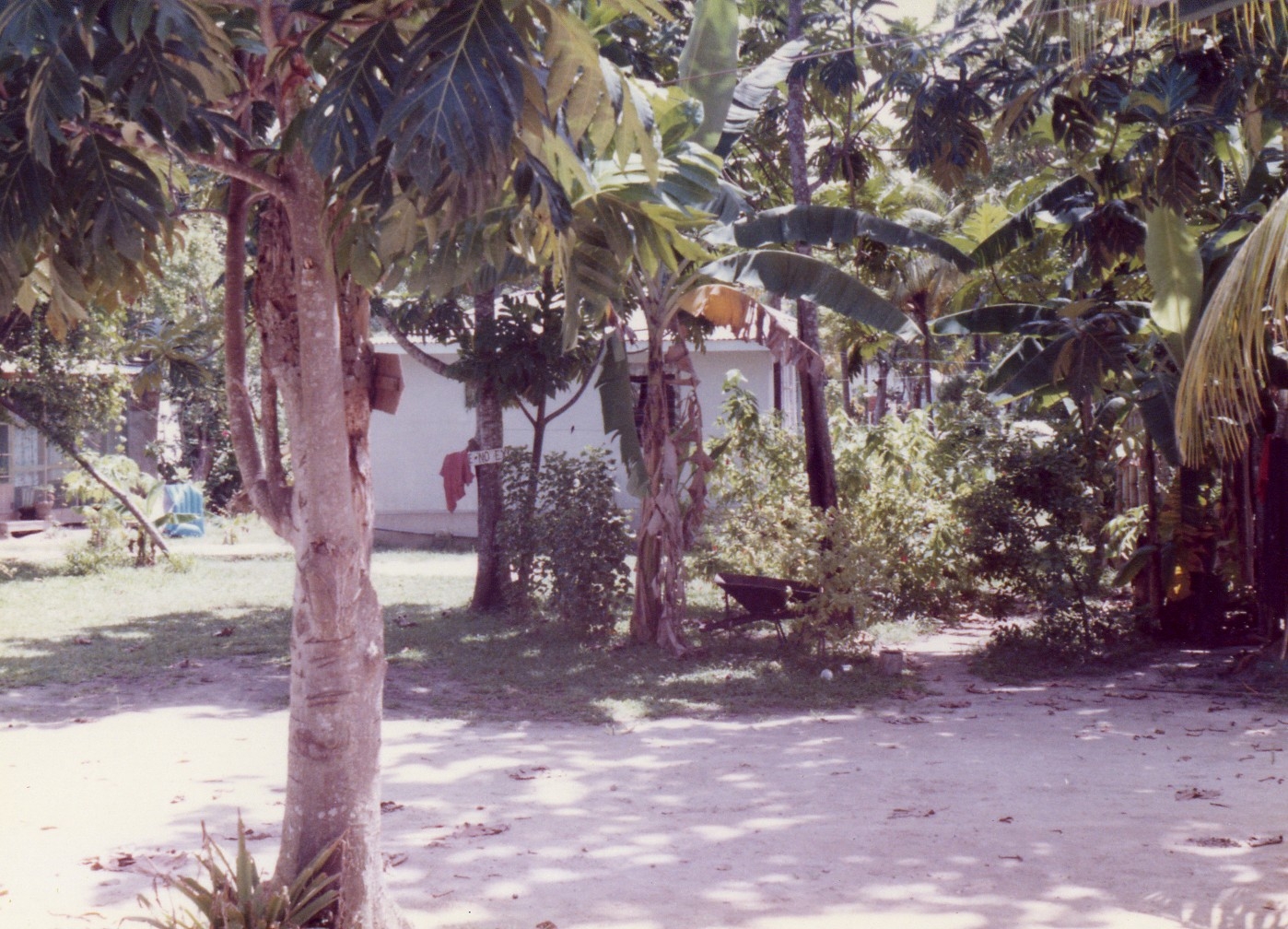 Name:  In The Yard.JPG
Views: 612
Size:  872.6 KB